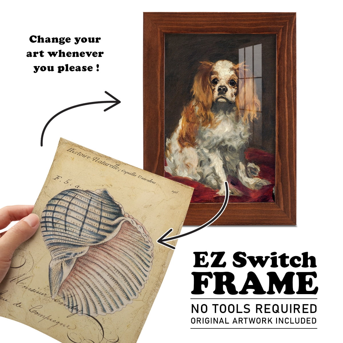 Seashell Ephemera V - Framed Print w/glass - Chestnut