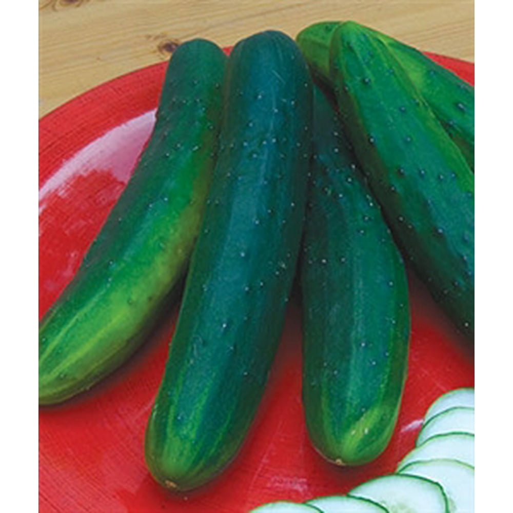 Cucumber Garden Sweet Burpless Seed Hybrid 1 Packet