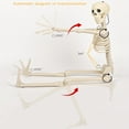 thumbnail image 2 of RKSTN Skeletons Halloween Decorations Halloween Plastic Skeleton Skeleton Active Joint Model Teaching Aid Can Be Hung and Set up for Setting up Escape Rooms Halloween Decorations Outdoor, 2 of 4