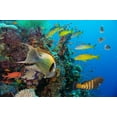 thumbnail image 2 of Colorful Underwater Reef with Wall Mural Decal Sticker, Wallmonkeys Peel & Stick Vinyl Graphic (48 in W x 32 in H), 2 of 4