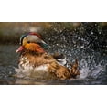 thumbnail image 2 of Tjandra, C.S. 18x12 White Modern Wood Framed Museum Art Print Titled - Mandarin Duck, 2 of 4