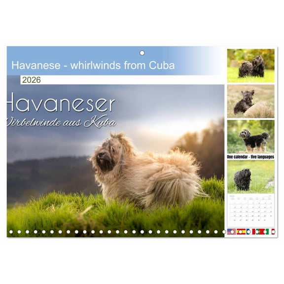 Havanese - whirlwinds from Cuba (Monthly Wall Calendar 2026 16.5 x 23.4 (open)), CALVENDO 14 Month Calendar