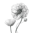 thumbnail image 3 of Robinson, Carol 15x15 Black Modern Framed Museum Art Print Titled - Sketchy Poppy, 3 of 5