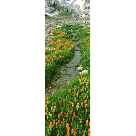 Indian Paintbrush wildflowers along path South Fork Cascade Canyon Trail Grand Teton National Park Wyoming USA Stretched Canvas - Panoramic Images (27 x