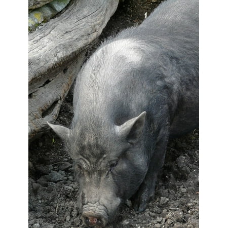 Laminated Poster Pig Dwarf Hausschwein Teacup Pigs Miniature Pig