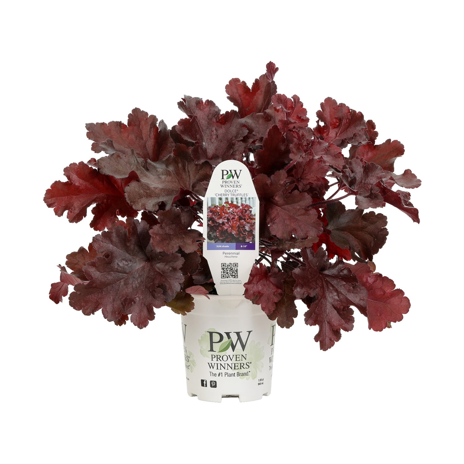 4.5 in. Quart Dolce Cherry Truffles Coral Bells (Heuchera) Live Plant, Pink Flowers and Red Foliage