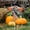 Multicolor, variant on Konghyp Halloween Pumpkin Scarecrow Doll Garden Decoration, Witch Prop for Outdoor Festivities, Unique Fall Decor for Parties and Events, Eye-catching Festival Decoration Supplies