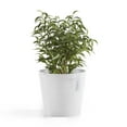 thumbnail image 4 of Ecopots 6.6'' x 5.9'' Round Pure White Plastic Flower Pot with UV Resistant, 4 of 4