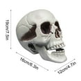 thumbnail image 3 of Nilvkv Halloween Skeletons Plastic Realistic Fake Simulation Human Skull Headbone Model Halloween Prop Realistic Mini Skeleton Spooky Halloween Decoration, 3 of 6