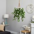 thumbnail image 4 of Stephanotis dans un Panier Suspendu, 4 of 5