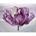 thumbnail image 3 of Art Atelier Alliance 14x12 Black Modern Framed Museum Art Print Titled - Awash In Plum Tulip, 3 of 5