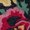 Black/Pink, variant on Safavieh Jardin Rumen Floral Wool Area Rug, Black/Pink, 5' x 8'