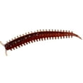 thumbnail image 5 of 10PC Biqianwo Fishing Lures Simulation Sea Earthworms Soft Bait Millipedes Silkworm  Red Worms  Worms Sea Lure, 5 of 5
