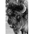 thumbnail image 2 of Hopkins, Cindy Miller 17x24 Black Ornate Wood Framed with Double Matting Museum Art Print Titled - USA-Wyoming-Yellowstone National Park-Lone male American bison-aka buffalo with frost on face-Head, 2 of 4