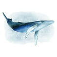 thumbnail image 3 of Popp, Grace 24x17 Black Modern Framed Museum Art Print Titled - Watercolor Humpback I, 3 of 5