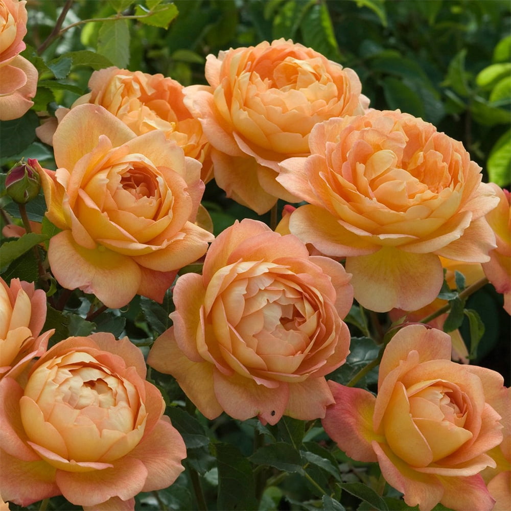 Heirloom Roses Orange Rose Plant - The Lady of Shalott David Austin Rose Bush , Live Fragrant Plants For Outdoors