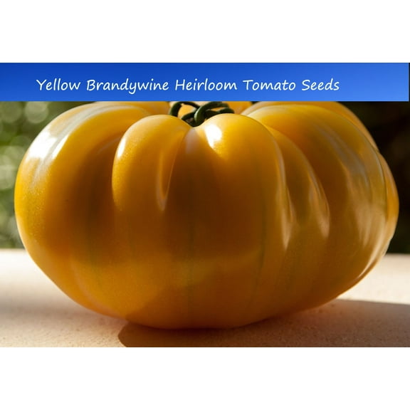 Tomato SEEDS = Yellow Brandywine Tomato -20 Vegetable Seeds -Well Formed- Juicy Flavor -Good Slicing -large delicious fruit