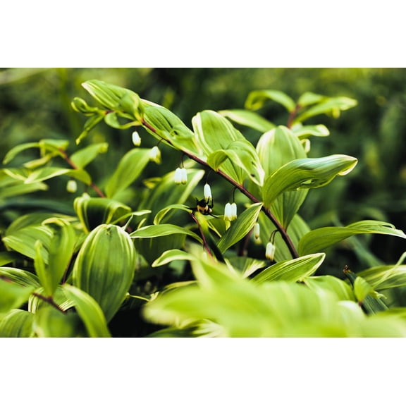 15 SOLOMONS SEAL Polygonatum Canaliculatum Flower Seeds