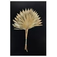 thumbnail image 3 of HeSLehs Decorative Dried Palm Spears l Dried Palm Leaves l Natural Palm Fan l Dried Flowers Arrangement for Home Decor (16-19in Tall, 4-5 Branches per Bunch) (Natural 10'' Wide), 3 of 5