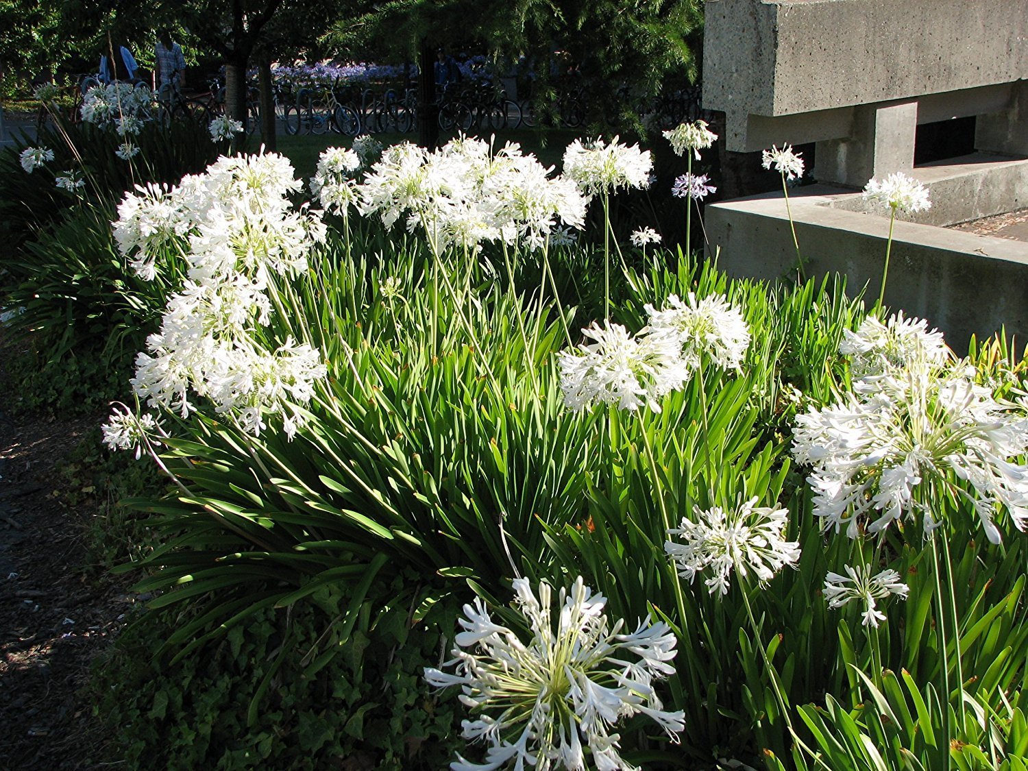 Getty White Agapanthus  3 Live Plants  Agapanthus africanus Getty White  Perennial Flowering Plants  Drought Tolerant Plants for Landscaping
