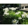 thumbnail image 3 of Getty White Agapanthus  3 Live Plants  Agapanthus africanus Getty White  Perennial Flowering Plants  Drought Tolerant Plants for Landscaping, 3 of 5