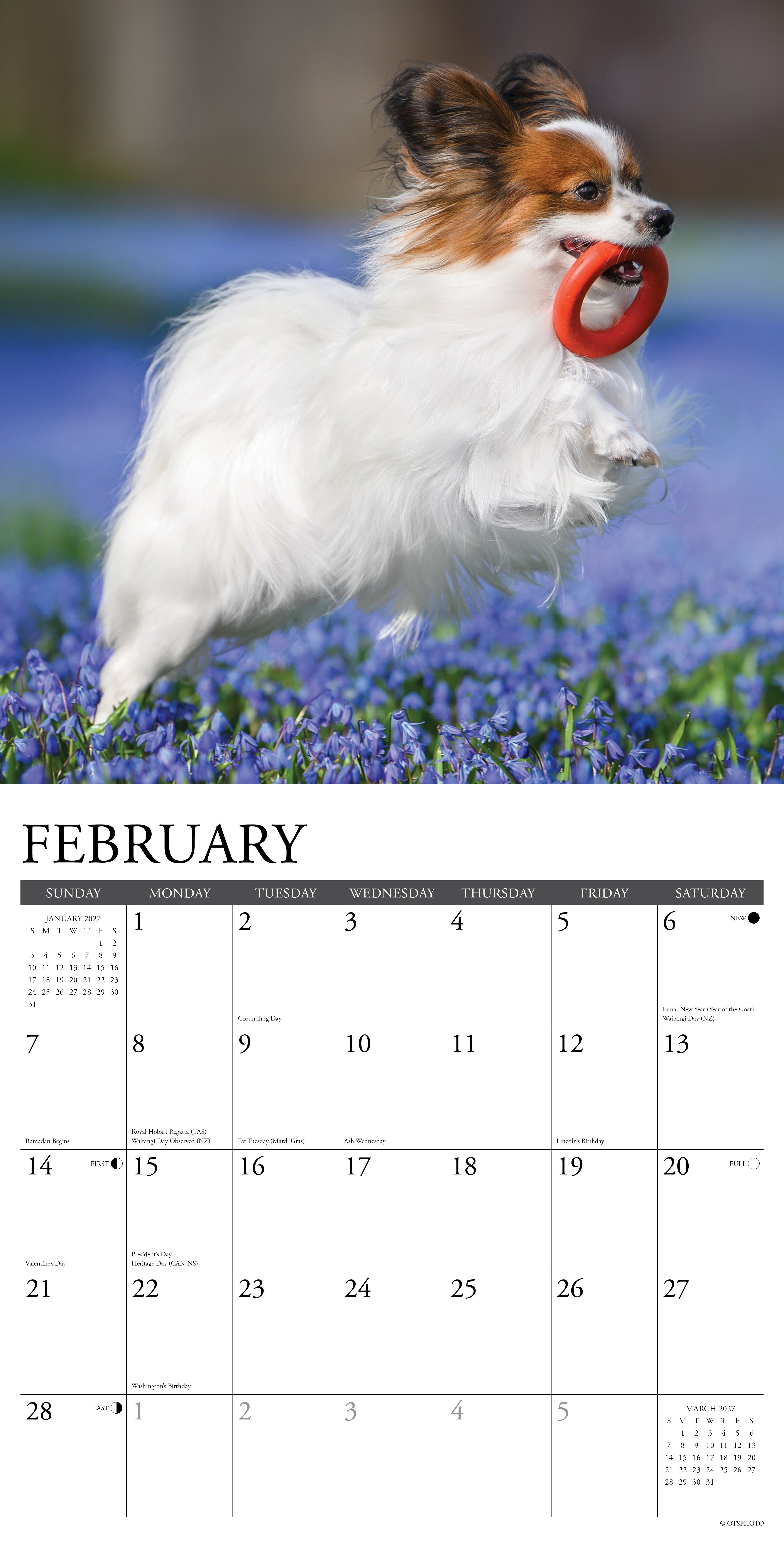 Willow Creek Press, Papillons 2027 Wall Calendar