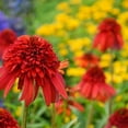 thumbnail image 2 of 50 Hot Papaya Coneflower Seeds – Echinacea Perennial Flower Seeds for Garden Beds & Pollinator Gardens – Heat & Drought Tolerant, 2 of 2