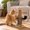 B, variant on Sisal Cat Scratching Stand, Wood Brown Sisal Rope Post with Hanging Toy Ball, Cage or Enclosure Use for Claw Care, Scratching, Stretching and Rest