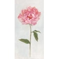 thumbnail image 2 of Swatland, Sally 14x24 Gold Ornate Wood Framed with Double Matting Museum Art Print Titled - Peony II, 2 of 4