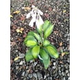thumbnail image 4 of June Variegated Hosta ( miniature size ) - Live Plant - ( 1 QT ), 4 of 5