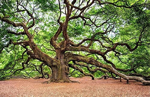 Southern Live Oak Tree  Quercus Virginiana  10 Live Plants  Durable Picturesque Shade Tree  Dark Green Foliage