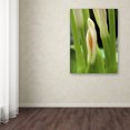 thumbnail image 3 of Trademark Fine Art "Lily Unfolding" Canvas Art by Kurt Shaffer, 3 of 3