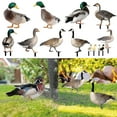 thumbnail image 2 of Decoración de pato Farfi, estatua de aves de corral de jardín acrílica rústica con impresión de doble cara, realista, realista, para patio, 2 of 5