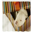 thumbnail image 3 of Ambesonne Puppy Shower Curtain, Dog in Gift Box Photo, 69"Wx84"L, Multicolor, 3 of 3