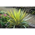 thumbnail image 5 of Yucca 'Color Guard' - Variegated Adam's Needle- Live Starter Plant, 5 of 7