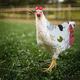 thumbnail image 5 of Sillas de montar para gallinas, delantal protector de pollo para ala trasera de aves de corral, 5 of 5