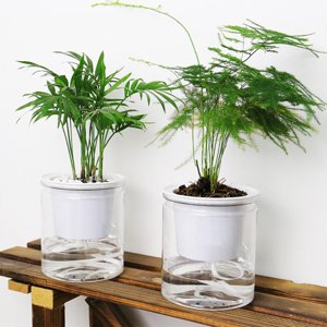 YardChic Self Watering Pots Self Watering Pots for Indoor Plants Self Watering Planter Clear Pots For Plants with Drainage Clear Self Watering Pots Deep Reservoir Pots for Indoor Plants