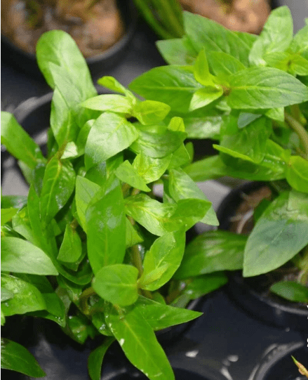Staurogyne Repens – Live Freshwater Aquarium Plant for Foreground Aquascaping