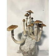 Mushroom Grow Kit - All in One Mushroom Grow Bags - 4 Pack…
