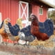 thumbnail image 3 of 3 Pack Adjustable Chicken Saddle Chicken Jacket Hen Apron With Elastic Strap Poultry Protector For Small, Medium And Large Hens - XINGX, 3 of 5