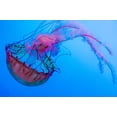 thumbnail image 2 of Miller, Anna 18x13 Black Ornate Wood Framed with Double Matting Museum Art Print Titled - Graceful Jellyfish in Aquarium, 2 of 4