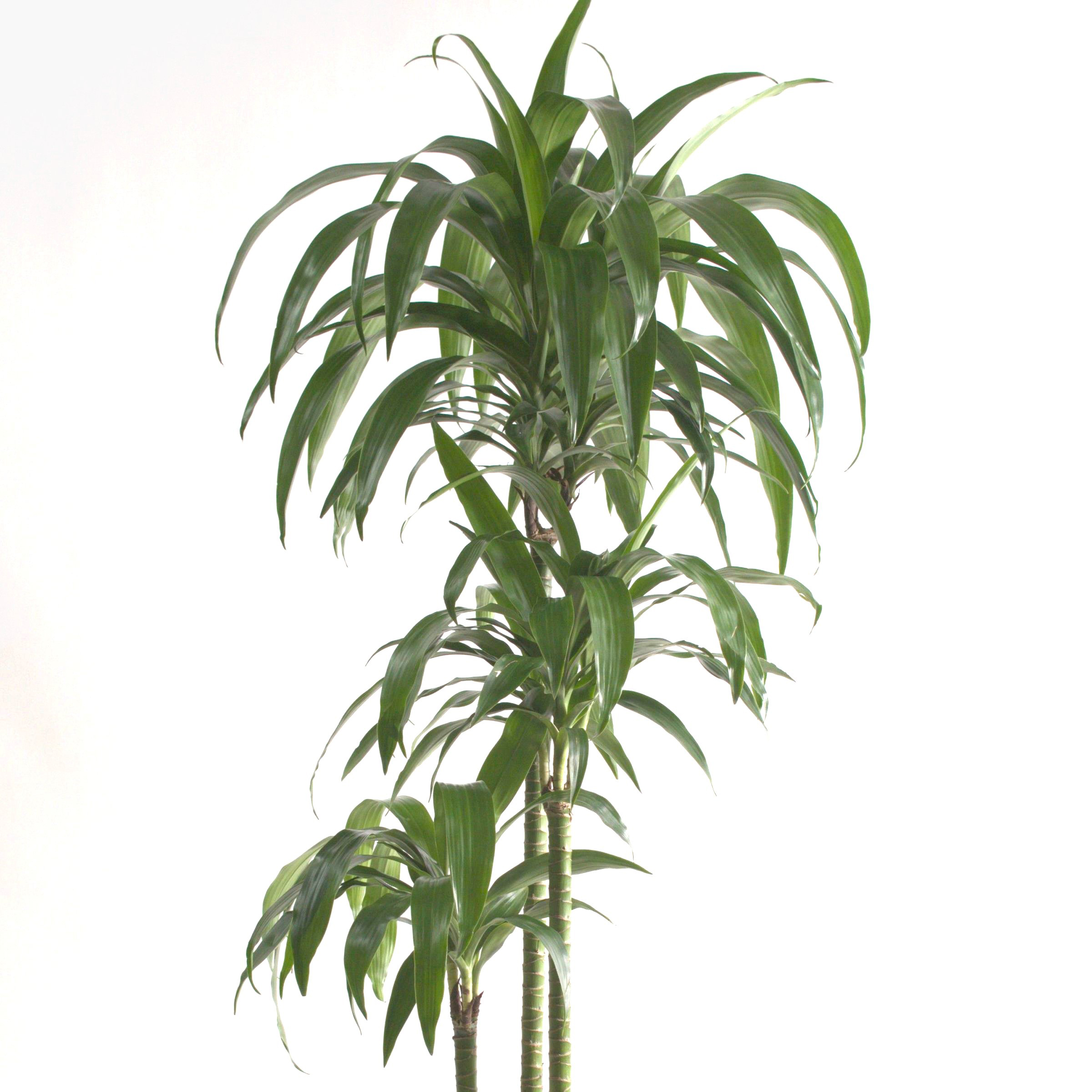 6 in. Dracaena Janet Craig Compacta Plant in Grower Container