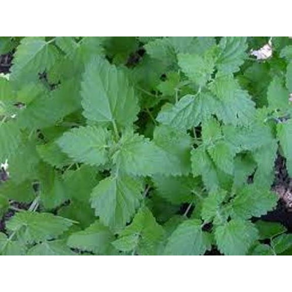 Catnip Great Garden Herb Cats Love It by Seed Kingdom Bulk 1/4 Lb Seeds