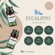 thumbnail image 5 of Aceite Esencial de Eucalipto UVa Natural 10 ML Aromaterapia para Difusores y Humidificadores con Caj, 5 of 6