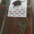 thumbnail image 2 of tssuouriy Acrylic Turtle Platform Easy Installation Aquatic Reptiles Sturdy And Durable Reptile Platform white small, 2 of 6