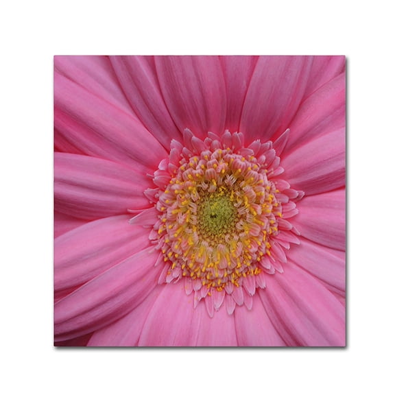 Trademark Fine Art "Pink" Canvas Art by Kurt Shaffer