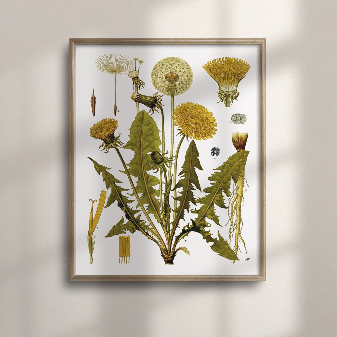Vintage Dandelion Botanical Floral Illustration Wall Art Print Botanical Bedroom And Living Room Decor