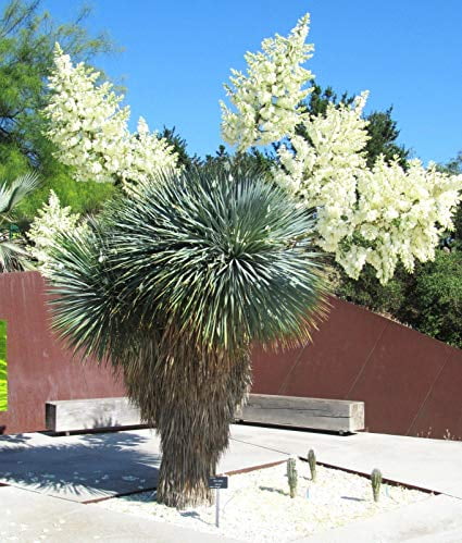 20 Beaked Yucca Seeds - 20 Seeds (Yucca rostrata) - 20 Count per Pack