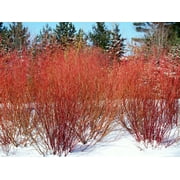 EXPERT GARDENER DOGWOOD RED TWIG 2.25G