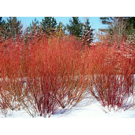 2.25G RED TWIG DOGWOOD TREE - Walmart.com